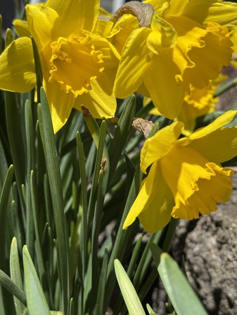 Faculty Newsletter