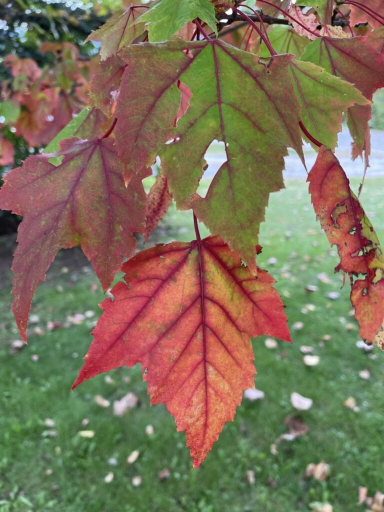 Faculty Newsletter