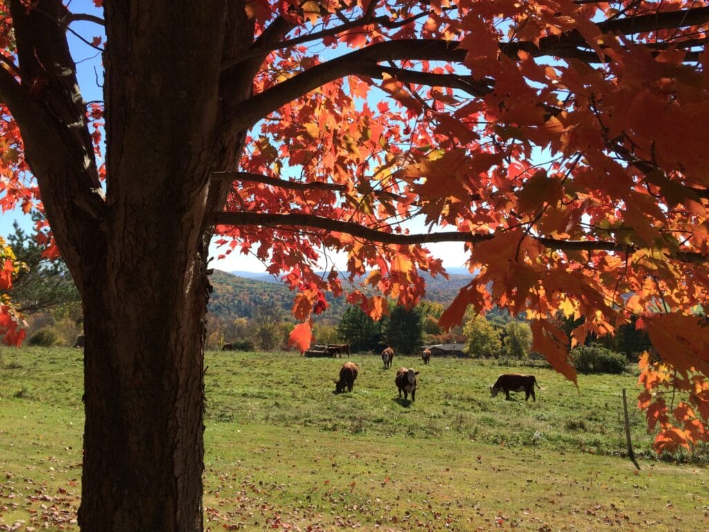 Faculty Newsletter